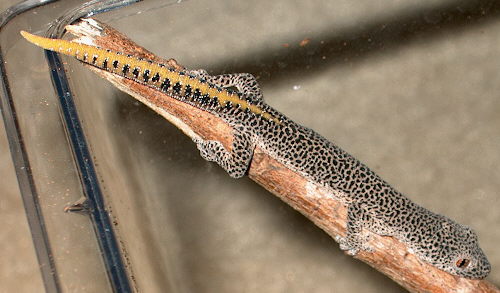 S.taenicauda3.jpg