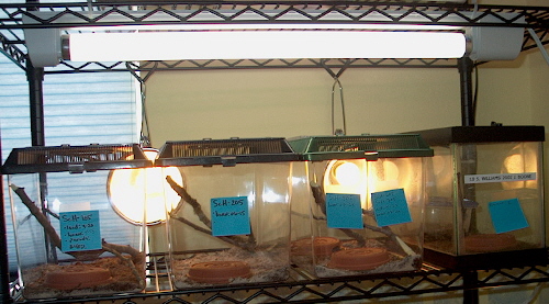 strophurussetup8.jpg