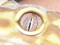 Sun glow albino.jpg