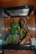 cage.crested2.JPG