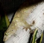 marginata.jpg