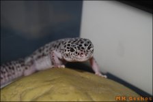 tugsnow1.jpg