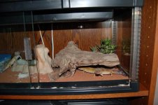 cage.leopards1.JPG