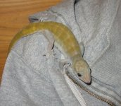 even more geckos! 014bbb.JPG even more geckos! 014bbb.JPG