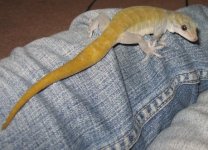 even more geckos! 020bbb.JPG even more geckos! 020bbb.JPG