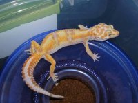 geckos 631.jpg