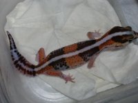 geckos 665.jpg