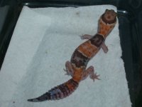 geckos 668.jpg