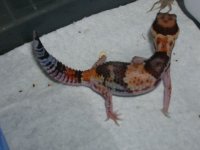 geckos 683.jpg