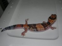 geckos 677.jpg