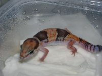 geckos 675.jpg