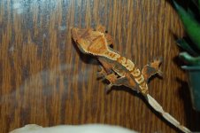 crestie.harly.JPG