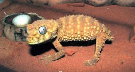 Nephrurus amyae - samice 3-08 - forum.jpg