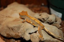 crestie.pinner.JPG