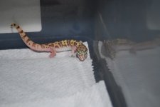 male_tucson1.jpg