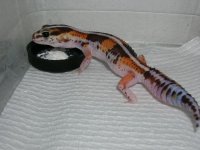 pc pics 124.jpg