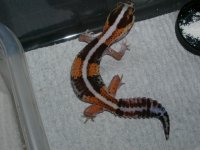 pc pics 121.jpg
