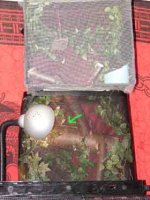 Marketplace pics 017.jpg