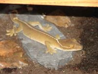 Marketplace pics 018.jpg