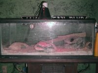 cloud & drake's cage.jpg