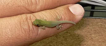 PLL_Pr1_OP3 21-HD4 30_08.JPG