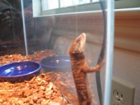 New Lizard1Small.JPG