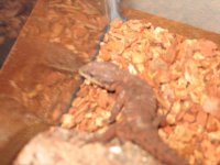 New Lizard3Small.JPG