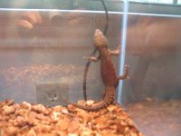 New LizardSmall.JPG