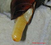 egg_case1.jpg