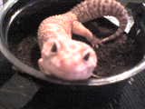 bandit in his hide.JPG