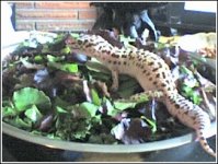 salade de bizoune.jpg