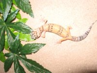 gecko1.JPG