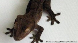 black morph.jpg