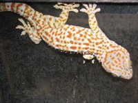 resized tokay.jpg