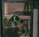 crested cage 5.jpg