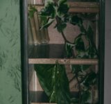 crested cage 6.jpg