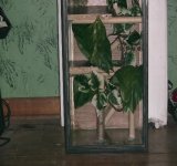 crested cage 9.jpg