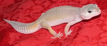 Azul1.jpg
