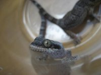 fasciata.mugshot.JPG