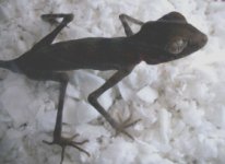 agamura.jpg