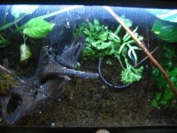 ebanaui tank 4.jpg