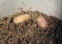 eggs2.jpg