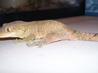 620hybridfemale.jpg