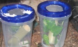 klemmeri deli cups.jpg