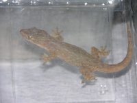 hemidactylus 061.jpg