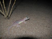 Palmatogecko2.jpg