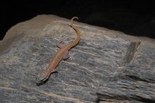 Pachydactylus1.jpg