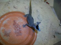 Strophurus taencaudatac2.jpg