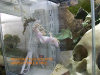 OCULATUS GRAVID WITH MALE.jpg