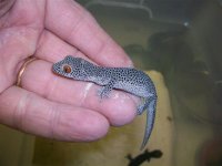 STROPHURUS TAENCAUDATA.jpg